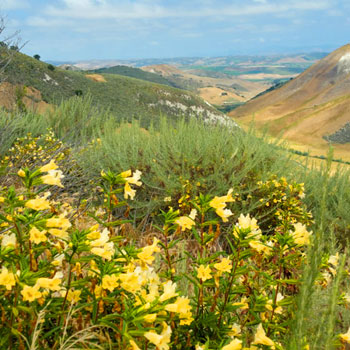 La Purisima Ranch Management Plan And Conservation Bank Establishment