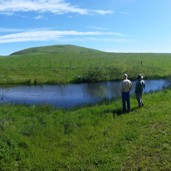 Sears Point Restoration and Habitat Management